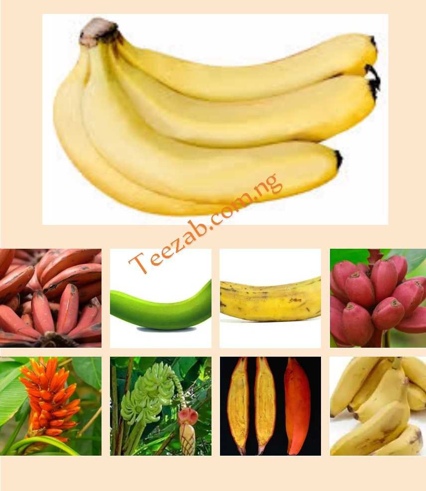 Botanical Name of Banana