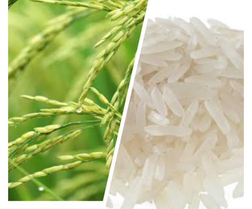 Botanical name of rice